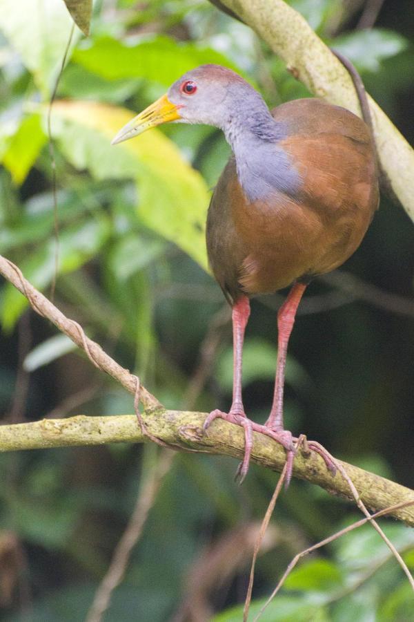Cacao Lodge And Tours La Fortuna Bagian luar foto