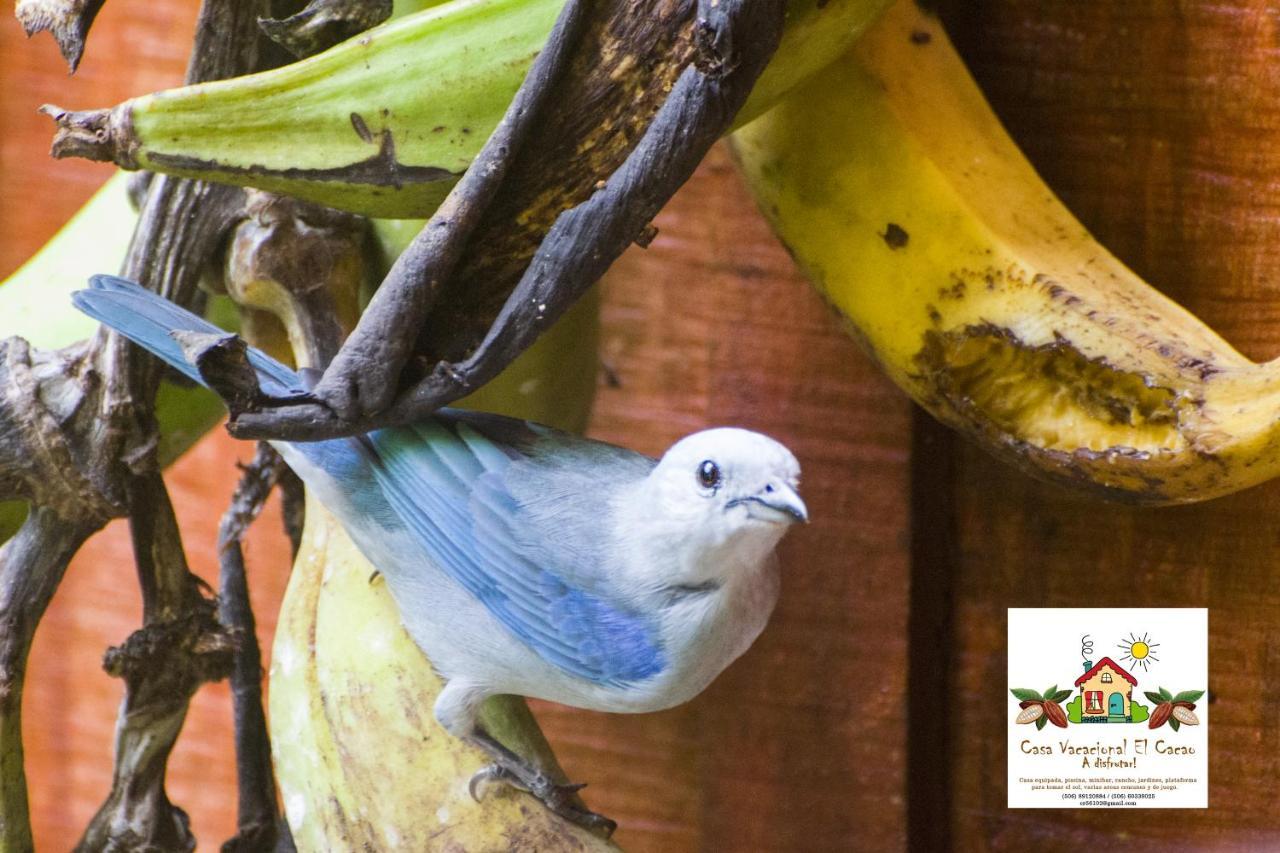 Cacao Lodge And Tours La Fortuna Bagian luar foto